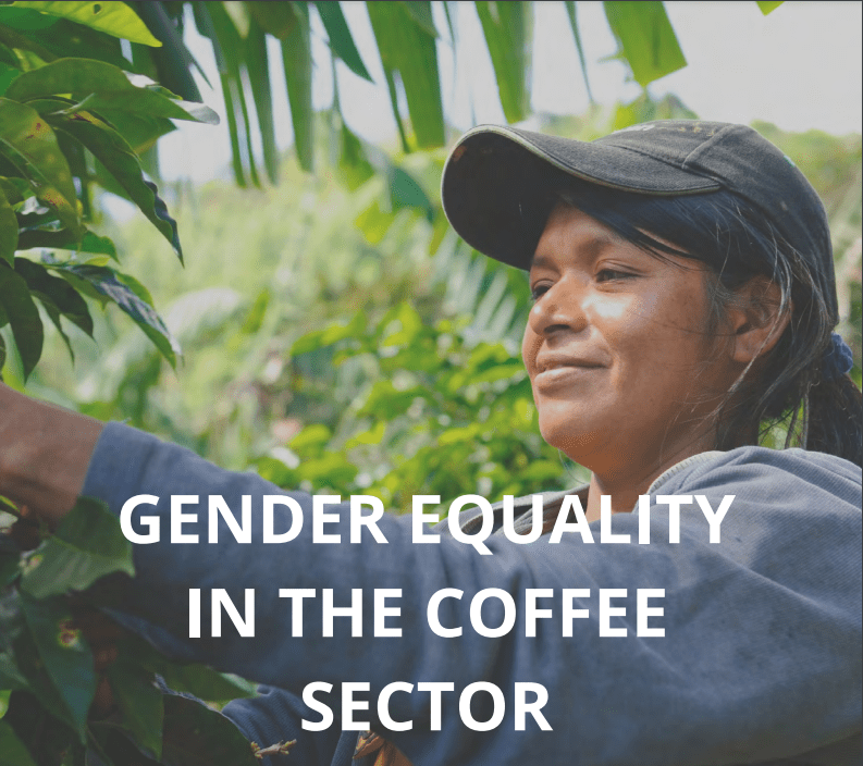 Gender equality in the coffee sector image